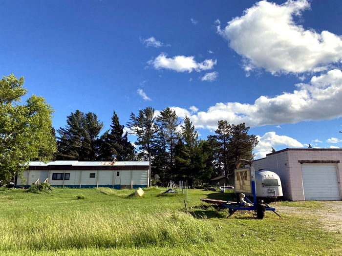 Spruce  - June 17 2022 Photo (newer photo)